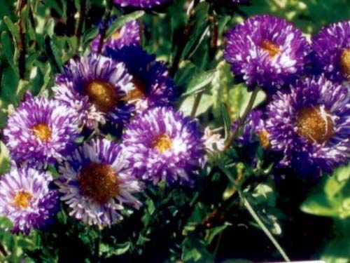 flower_aster_china