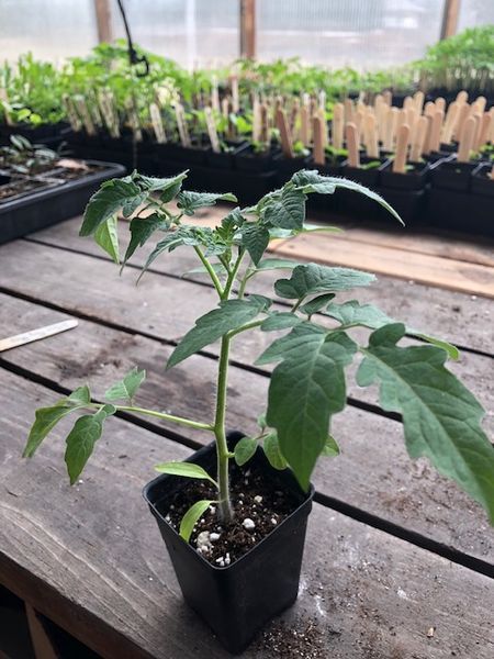 Tomato20plant281029.jpg